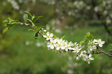 Image showing Branch of blossoming cherry