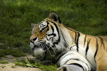 Image showing Tiger Looking