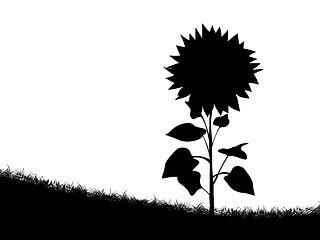 Image showing Sunflower silhouette