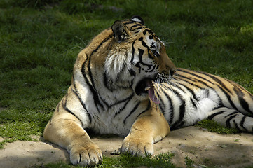 Image showing Tiger Looking