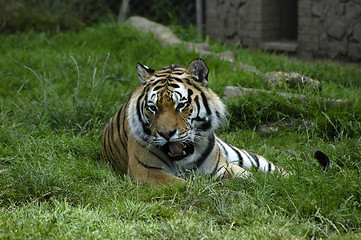 Image showing Yawning tiger