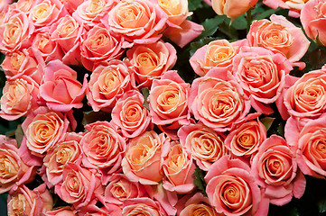 Image showing roses background