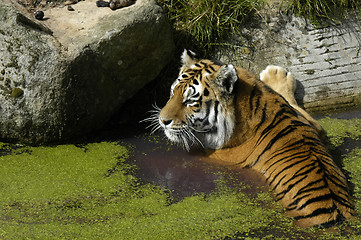 Image showing Tiger in the water