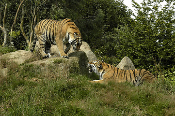 Image showing Two Tigers