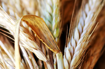 Image showing Closeup of wheat spikes background