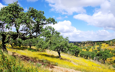 Image showing Forest of oak cork at south of Portugal