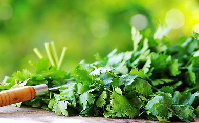 Image showing  Cilantro herbs and knife.
