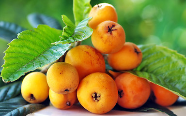 Image showing Ripe loquats on branch