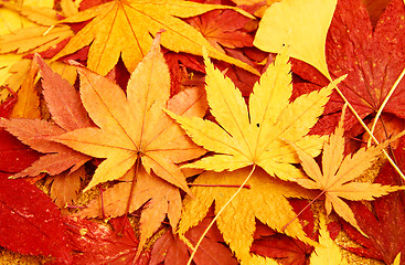 Image showing Autumn maple leaves background