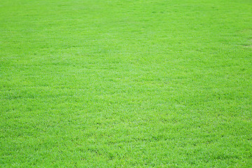 Image showing Grass field meadow background