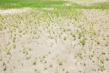 Image showing Dried lawn 