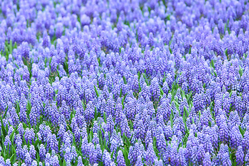 Image showing Purple muscari botryoides field 