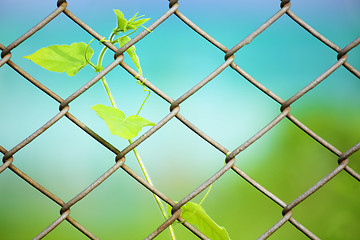 Image showing Chain link fence with fresh plant 