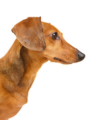 Image showing Dachshund dog 