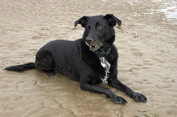 Image showing Beach Dog