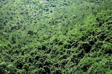 Image showing Green plant on Mountain 