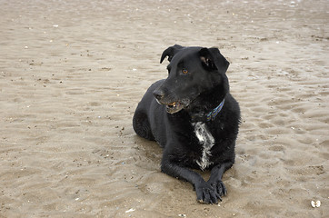 Image showing Beach Dog
