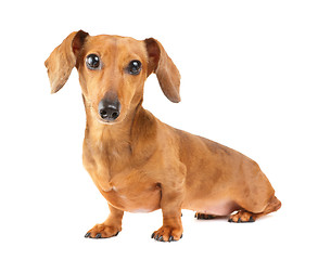 Image showing Dachshund dog portrait