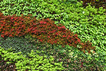 Image showing Green plant on wall