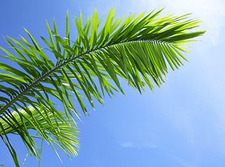 Image showing Green leaf of coniferous tree under blue sky