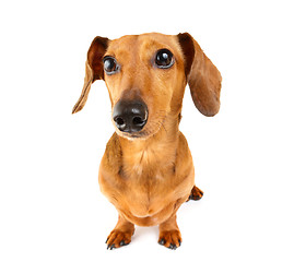 Image showing Dachshund dog portrait