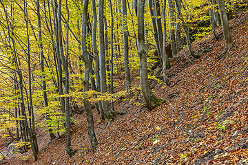 Image showing Autumn Forest