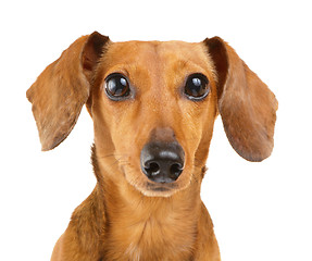 Image showing Dachshund dog portrait