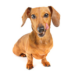 Image showing Dachshund dog wait for yummy food