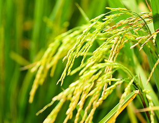 Image showing Paddy rice field