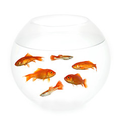 Image showing Fish in a bowl