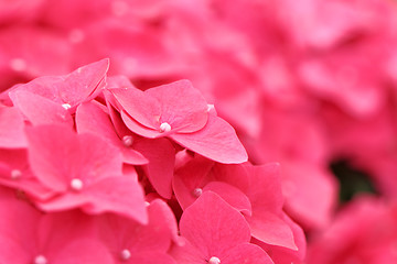 Image showing Pink hydrangea flower