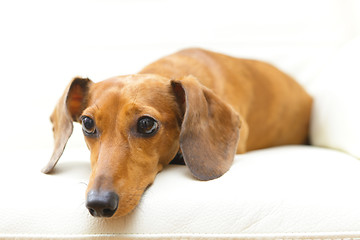 Image showing Dachshund dog on sofa