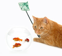 Image showing Cat fishing