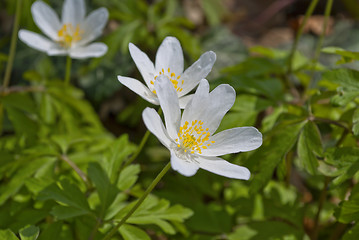 Image showing Wood Anemone