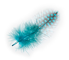 Image showing Guinea fowl feather  turquoise  on a white background