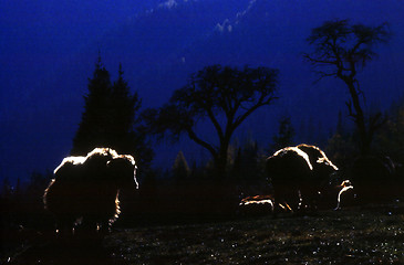 Image showing Yaks in the moonlight