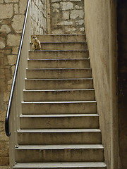 Image showing Cat on the stairs