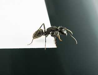 Image showing Black Ants