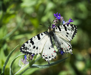 Image showing White butterfly with patterns
