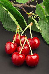 Image showing Cherry branch on black background