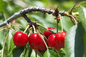 Image showing Twig with red cherries