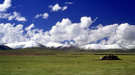 Image showing Grassland