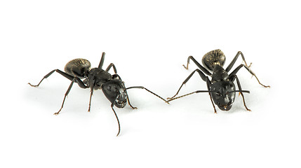 Image showing Black Ants