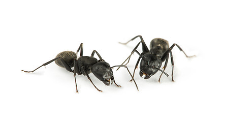 Image showing Black Ants