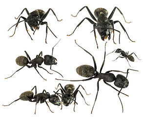 Image showing Black Ants