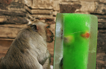 Image showing Monkey treat