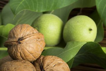 Image showing Green and ripe walnuts. Studio shot