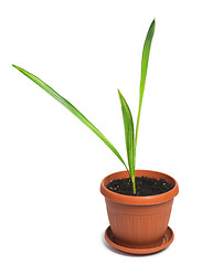 Image showing Flower in a pot