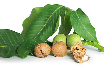 Image showing Walnuts and branch with leaves white isolated