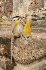 Image showing Brown monkey